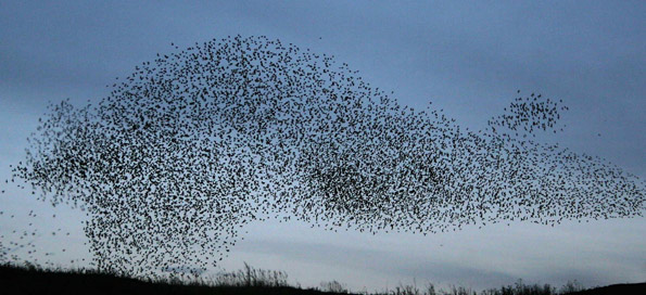 starling roost
