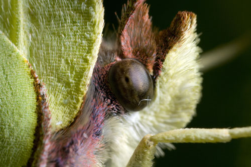 yellow brimstone butterfly macro by Jay Dykes