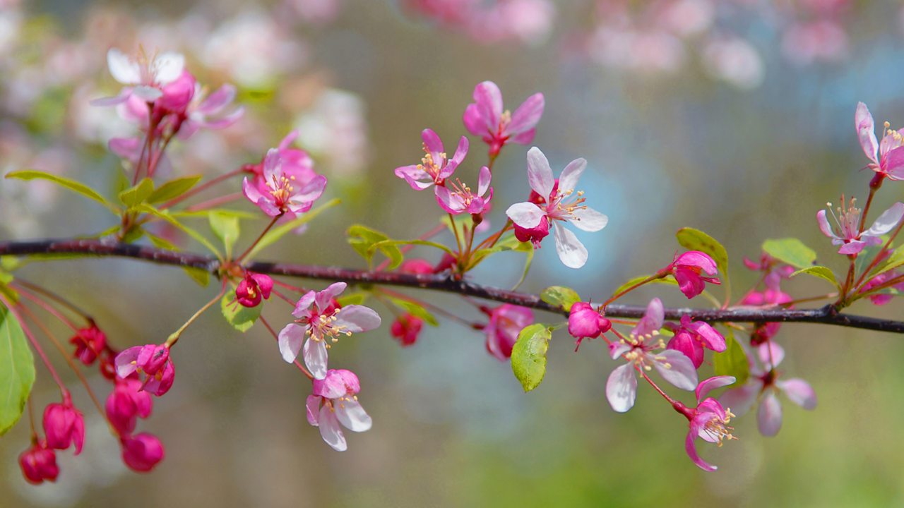 Schumann: Symphony No. 1 in B flat major, 'Spring'