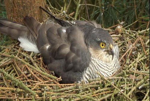 sparrowhawk