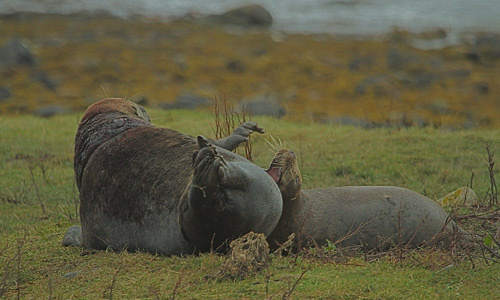 grey seals