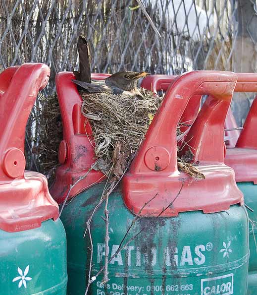 Unusual place to nest by Mr.Jingles