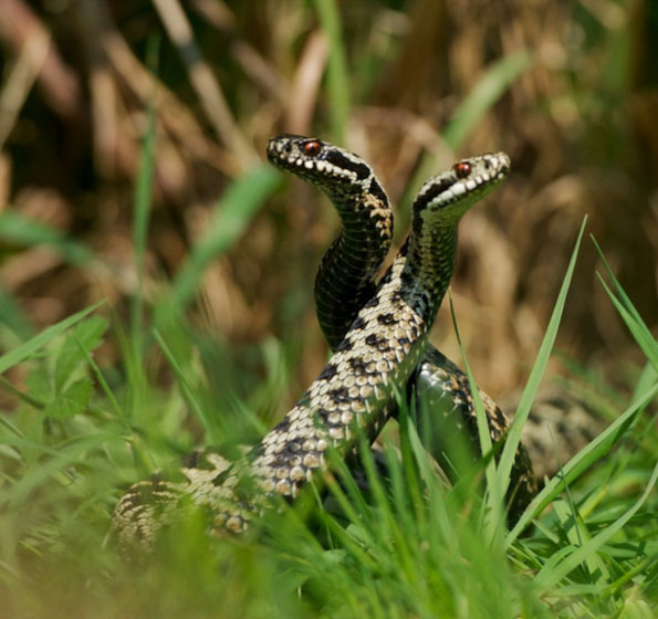 Adder dance by Matt / Sweetmart