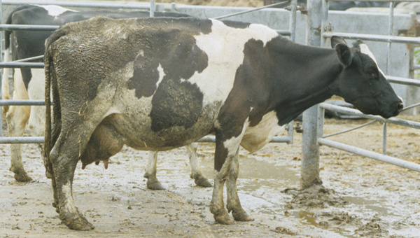 A dairy cow suffering from Johne's disease