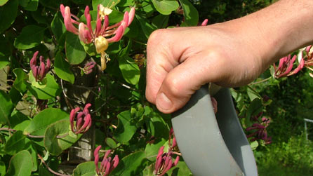 hand holding spade near hedge