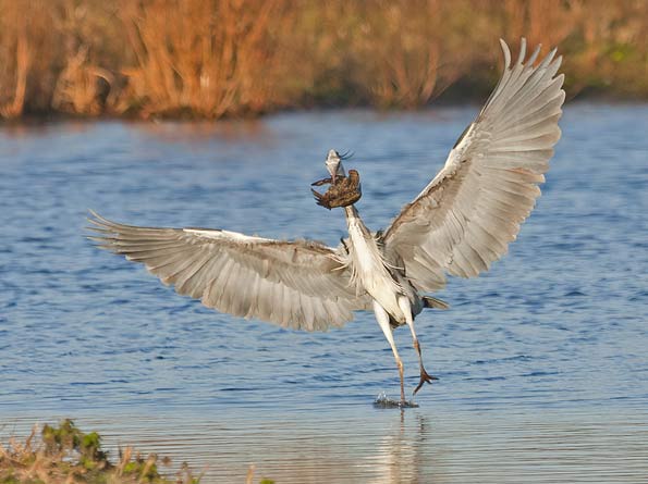 Heron eating starling © ggwildlife