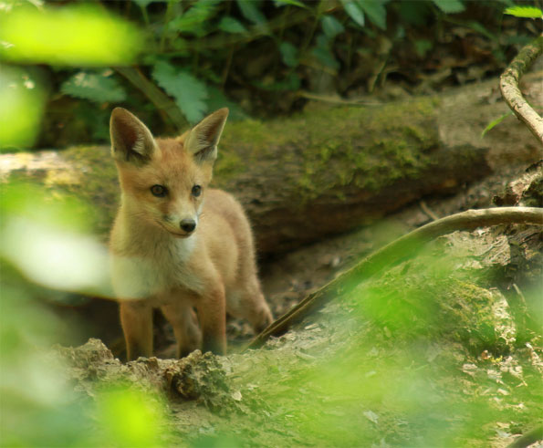 Fox cub by Natasha Von Bujnoch