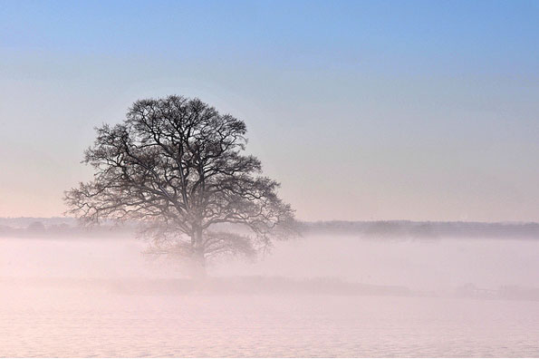 Lone tree by Mick Adcock