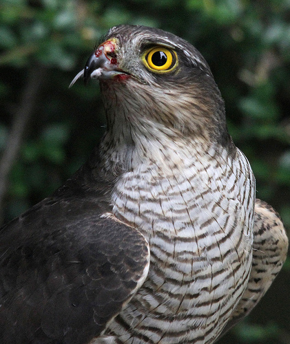 Sparrowhawk © Dan Belton