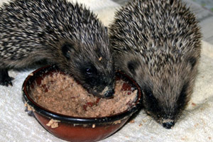 Hedgehogs eating