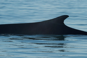 fin whale
