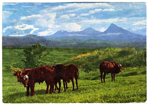 pentathol postcard from Rwanda #1, front