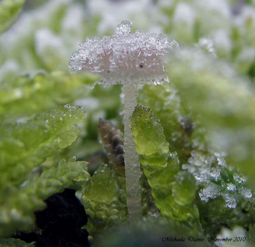 Frozen mushroom by Michaela Davies