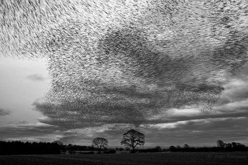 Starling murmuration by Joan Thirlaway