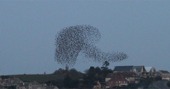 Starling murmuration in the shape of a mushroom by DorsetBirder