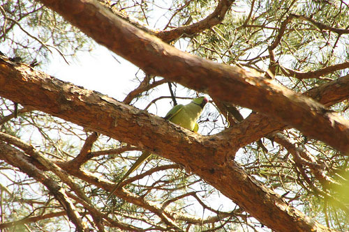 Parakeet © Tom Richards