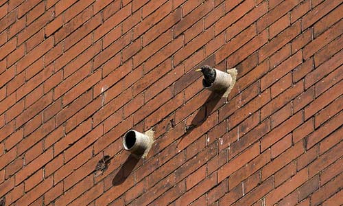 starlings nesting in pipes by James offer