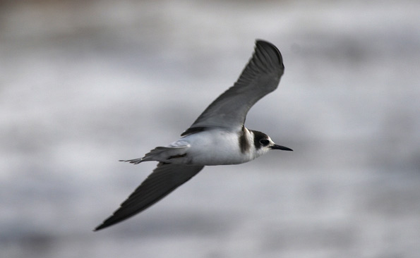 black tern