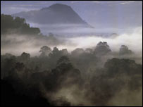 mist in Suriname's jungle
