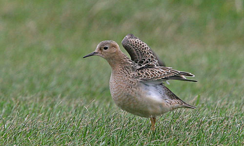 Buff-breasted sandpiper