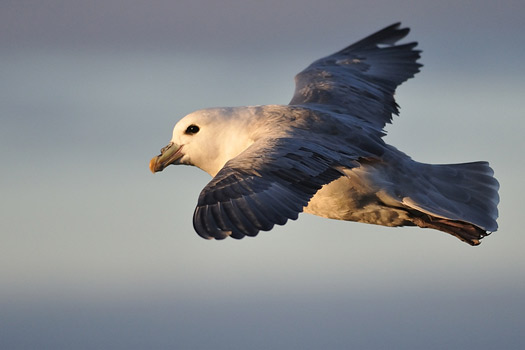 Fulmar by John Moncrieff