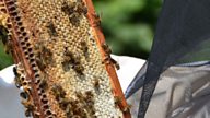 A beekeeper's guide to extracting honey