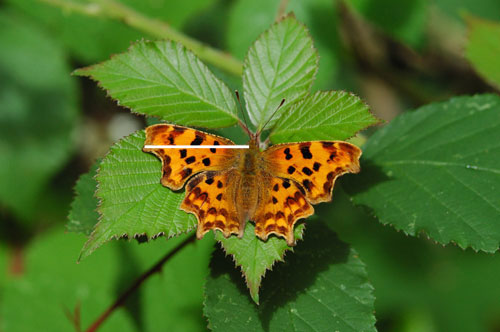 Comma copyright Jim Asher