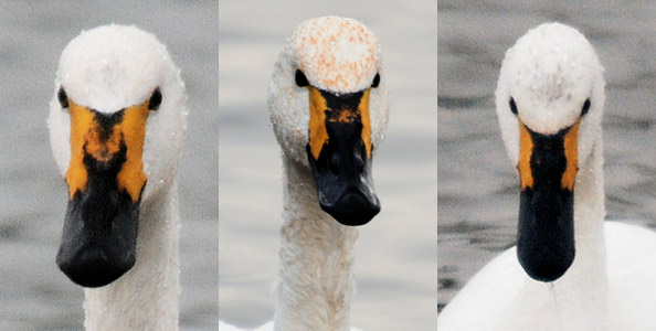 different bills on Bewick's swans