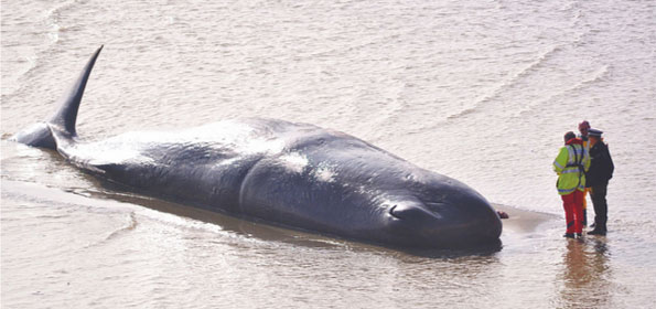 Beached sperm whale by Richard Kinzler