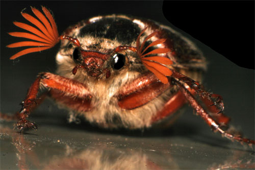 Cockchafer © Tom Brewster