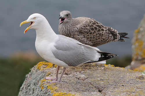 Herring gulls © Caesar2010
