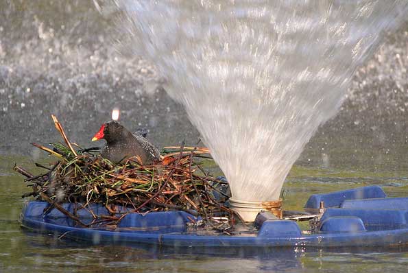 moorhen nest on a fountain by Andrew Knight