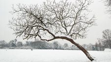 Tree in snow-covered park