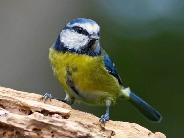 Blue tit by Jeff Cohen