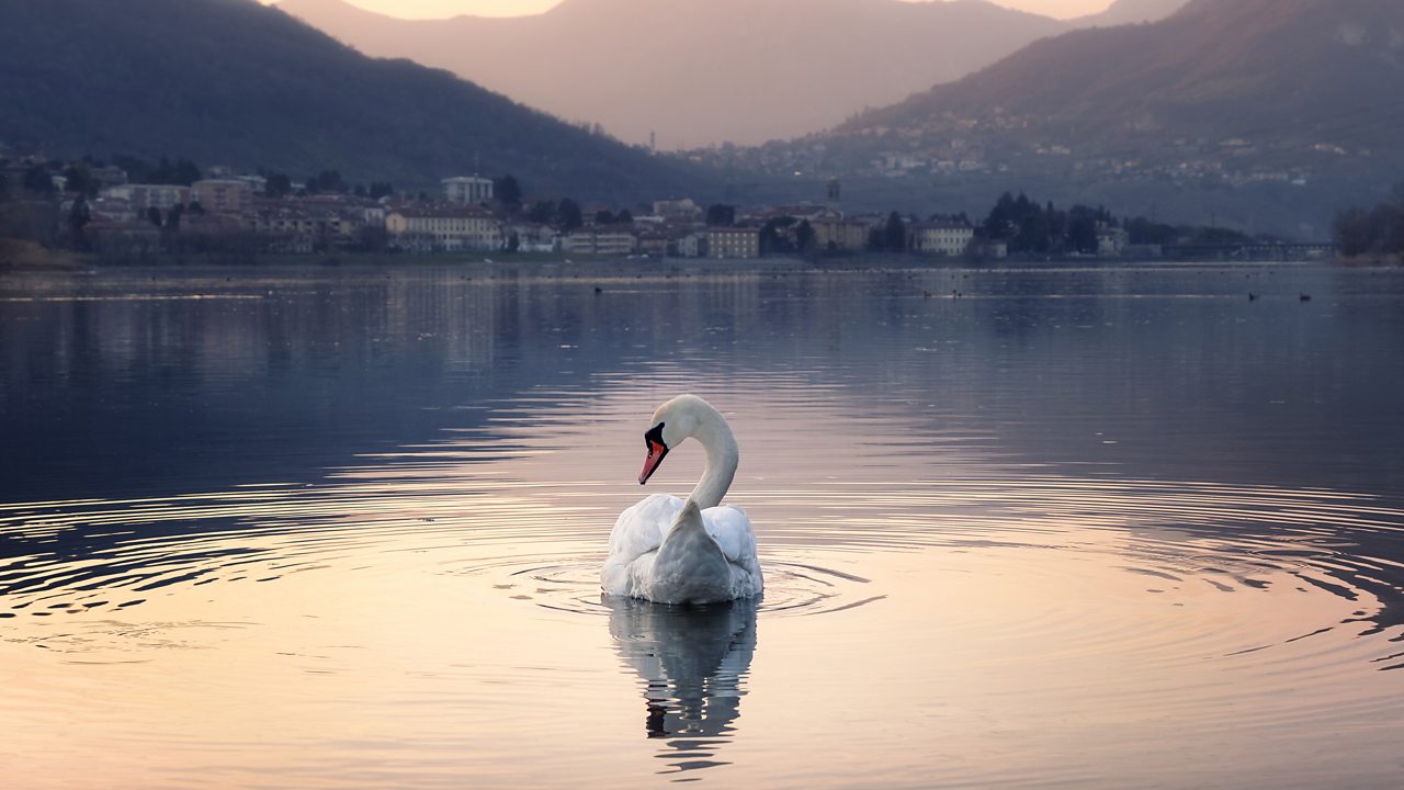 Saint-Saëns: Le Carnaval des animaux (The Swan)