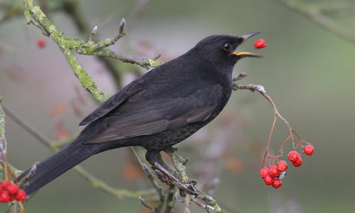 Blackbird (photo copyright: John Harding/BTO)