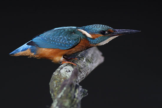 juvenile kingfisher in low threat posture
