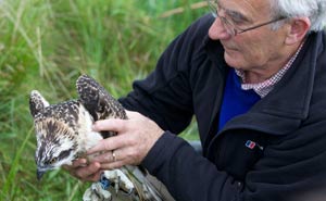 Roy Dennis tagging a chick