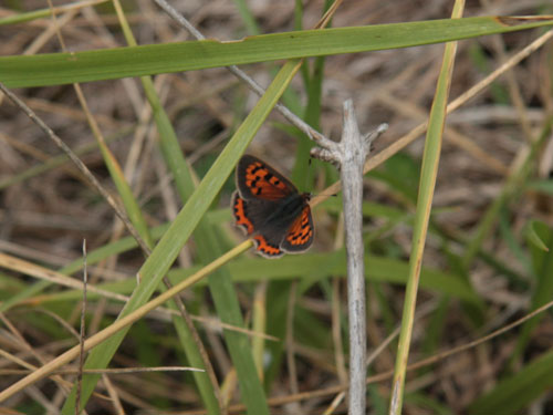 Small copper © Ella Davies