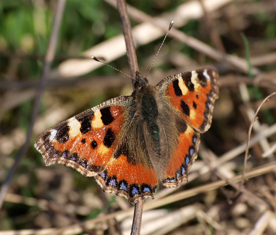Small tortoiseshell by Brianb60