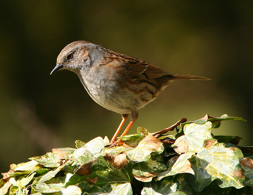 dunnock by jenny jones