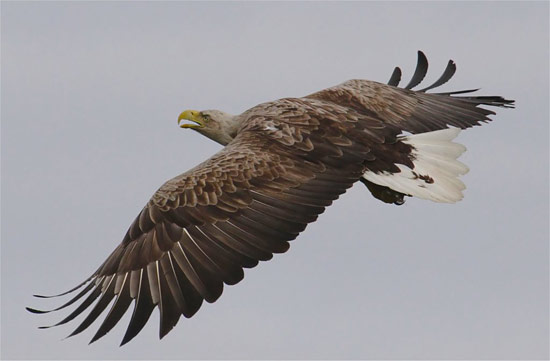 White-tailed sea eagle by Iain Erskine