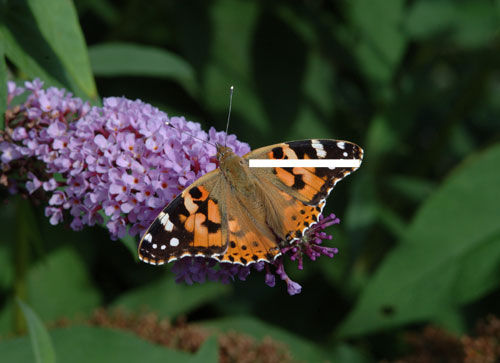 Painted lady copyright Jim Asher