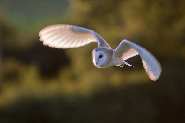 barn owl