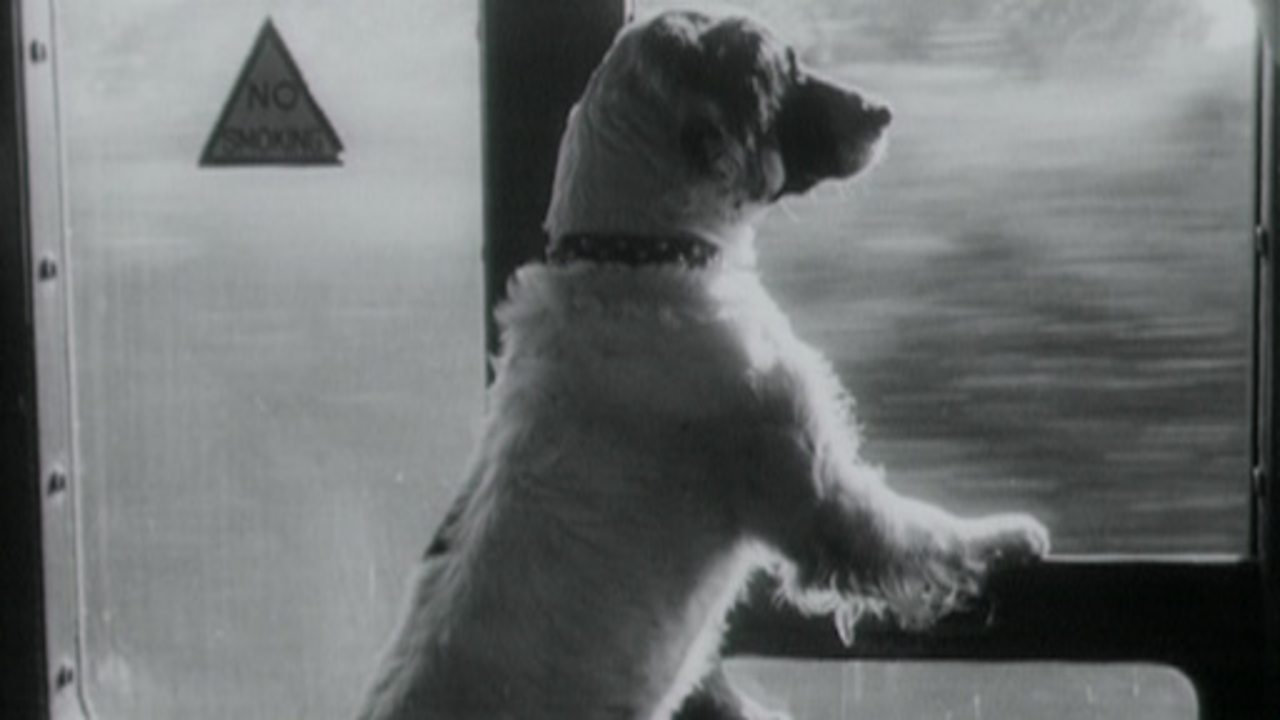 Children's Newsreel - A Dog's Day Out, 1952