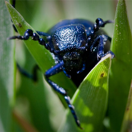 Oil beetle by Dom Greaves