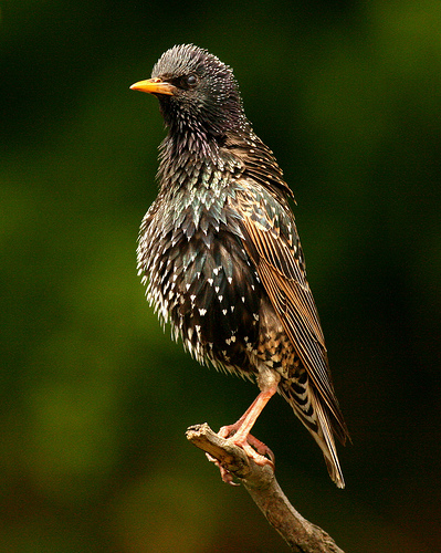starling by jenny jones
