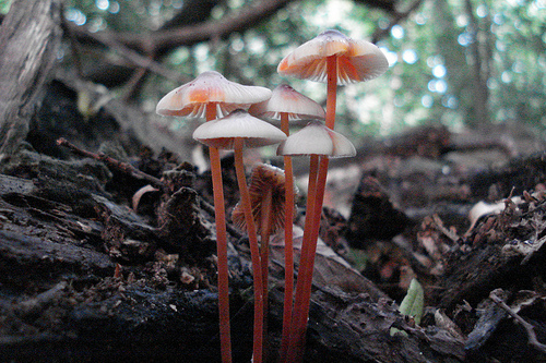 Mushrooms by Bryan Garnett