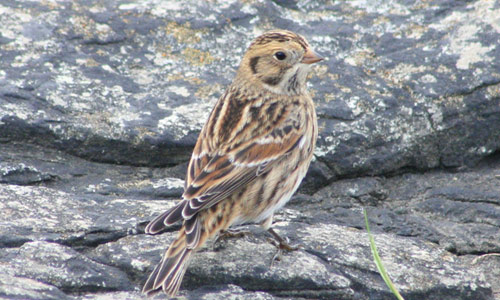 Lapland bunting copyright Jeff Copner