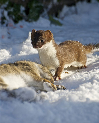 Stoat with kill by Robert Geldard